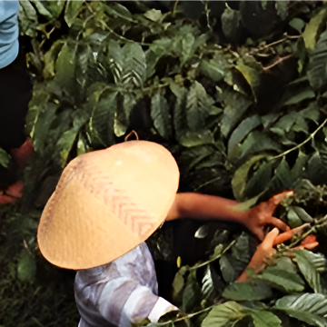 Sourced from the heart of Java's lush coffee plantations, our materials embody sustainability and rich heritage.