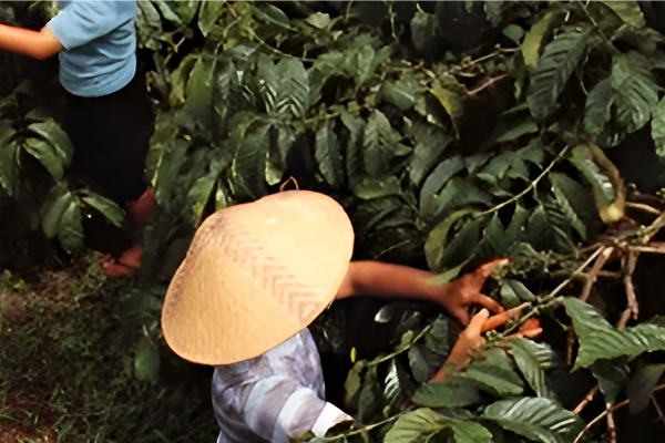 Sourced from the heart of Java's lush coffee plantations, our materials embody sustainability and rich heritage.